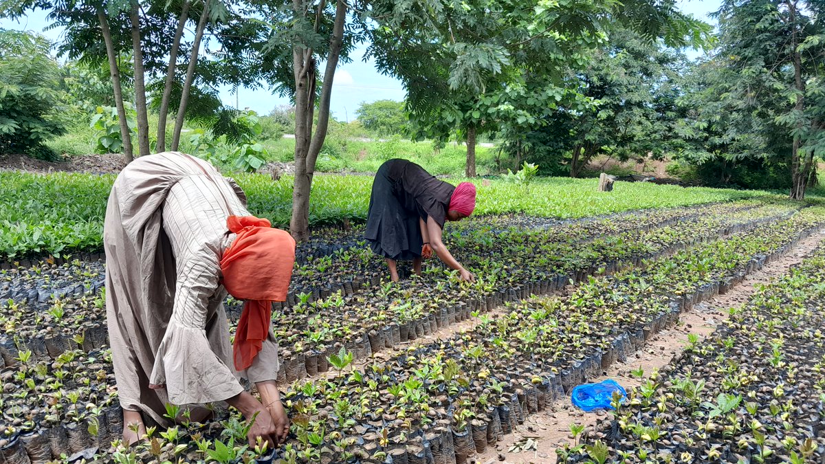 '..It's not just about supplying seedlings;it's about nurturing growth—both for the plants&our community.The impact is not only seen in the flourishing crops but also in the jobs created for me& my team of nursery workers.'-Mr Alex Oteng,Nursery Operator. atebubu.inovaland.earth/project-annual…