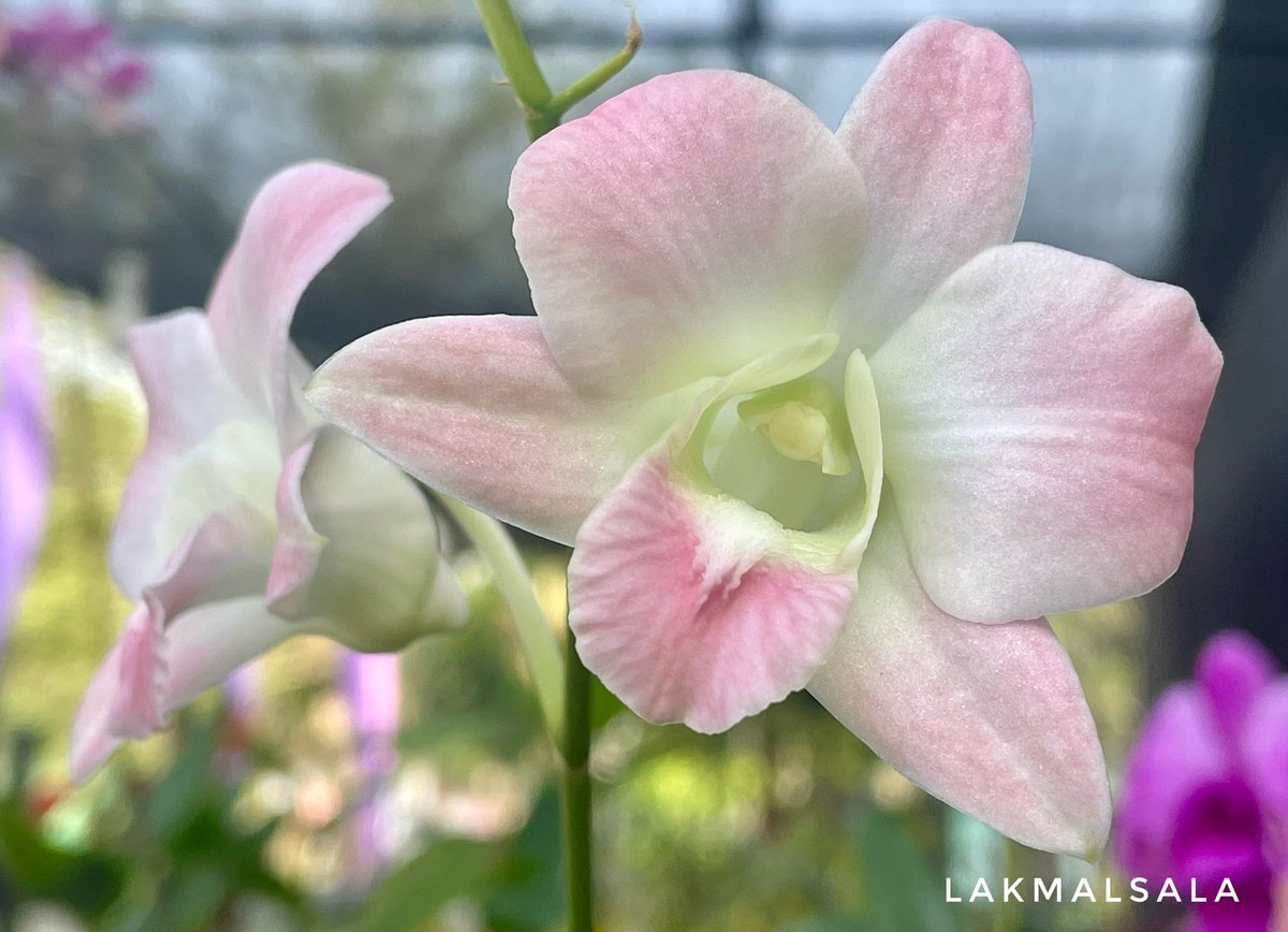 Good morning all ❤️ 
#ලක්මල්සල #lakmaluyana #orchids