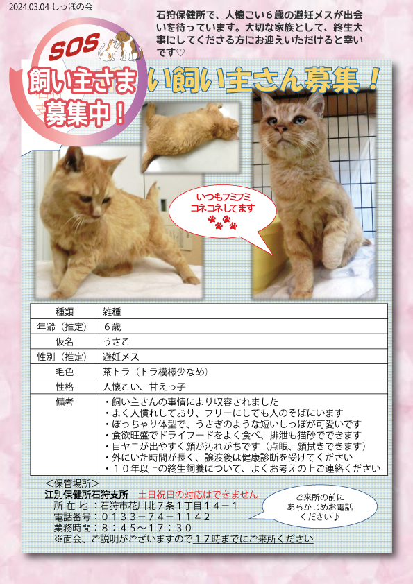 shipponokai's tweet image. ⚠️保健所情報全道137頭/飼い主探しノート321頭
石狩保健所では、茶トラの推定6歳の仮名うさこ(避妊メス)が出会いを待っています。人懐こい、甘えっ子でよく人慣れしており、フリーにしても人のそばにいます。
石狩保健所：0133-74-1142
ishikari.pref.hokkaido.lg.jp/hk/hgc/se/inu-…
#保健所