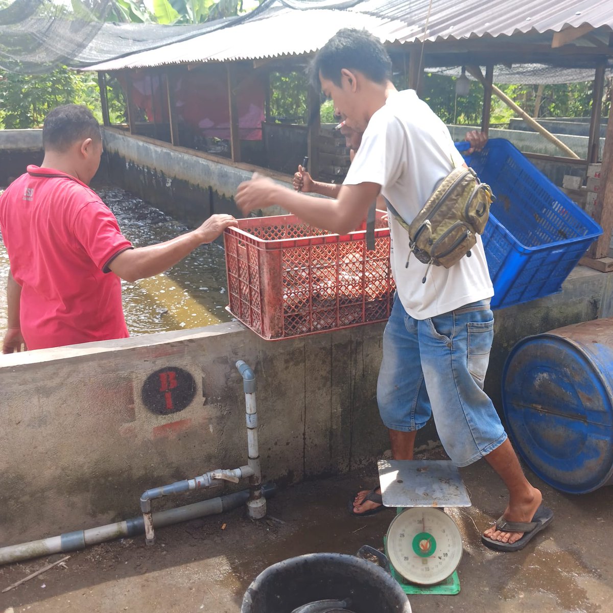 NKabinawati's tweet photo. Kamis, 290224, Nurul Kabinawati, Luhkan Kab. Deli Serdang mendata panen lele milik bapak Marlon Purba, produksi 300 kg dengan harga jual Rp. 15.000/kg
#GiatluhkanBP3Medan
@puslatluhkp https://t.co/QX3YlEykHy