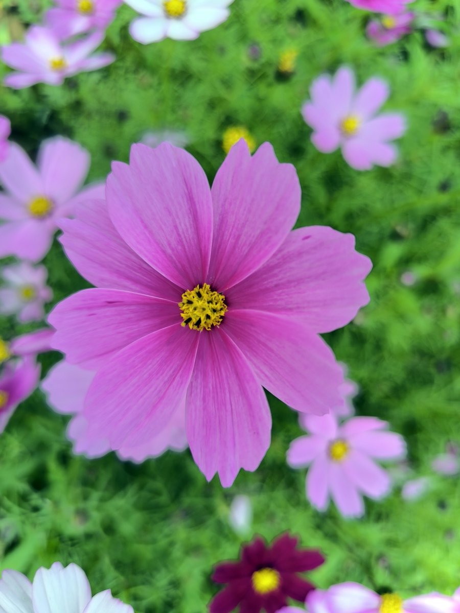 Blossoming flowers of springtime embellish Changwang Village in Ping'le Town of Luchuan County.🌺🌺🌺