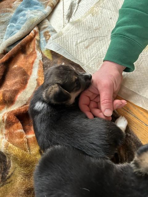 SunnyShadez's tweet photo. I want to be known as a @nyjets fan on Twitter but football comes like 4th behind wife... Corgi children and family and in 4 weeks I get to bring home My new baby... Tater. 

#dog #corgibaby https://t.co/h50sF7iHJu