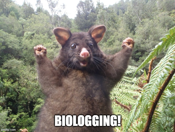 Fantastic first session <a href="/bls8tokyo2024/">BLS8 Tokyo</a>! So many cool research questions being asked and answered. Tuning in online from Brisbane, Aus (with FOMO about not having ramen for lunch...) #bls8tokyo #biologging