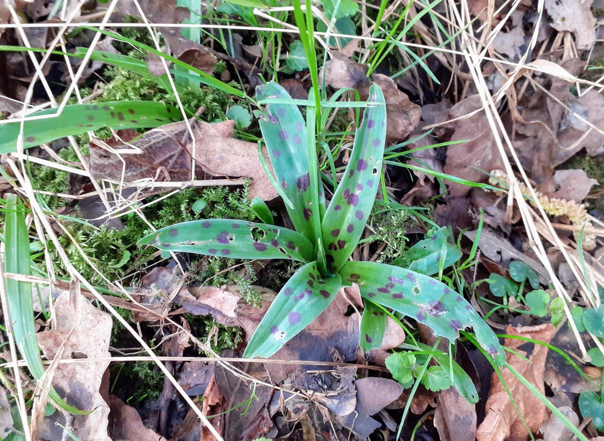 A belated rosette post for @wildflower_hour of Early Purple Orchid leaves in my local woodland.