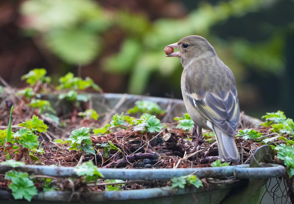 Voor iedereen welterusten en gezond weer op!

#Birds #Vogels
#Merel #Blackbird ♀️
#Mus #Housesparrow ♀️
#Pimpelmees #Bluetit  en
#Vink #Finch ♀️