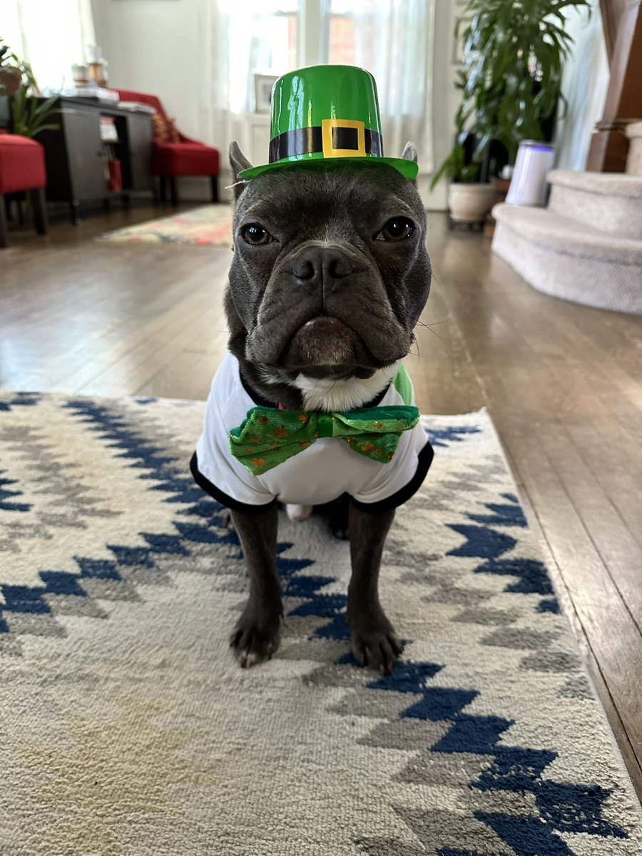 mbernardJ's tweet image. Jerry (the mule) went to the parade today.