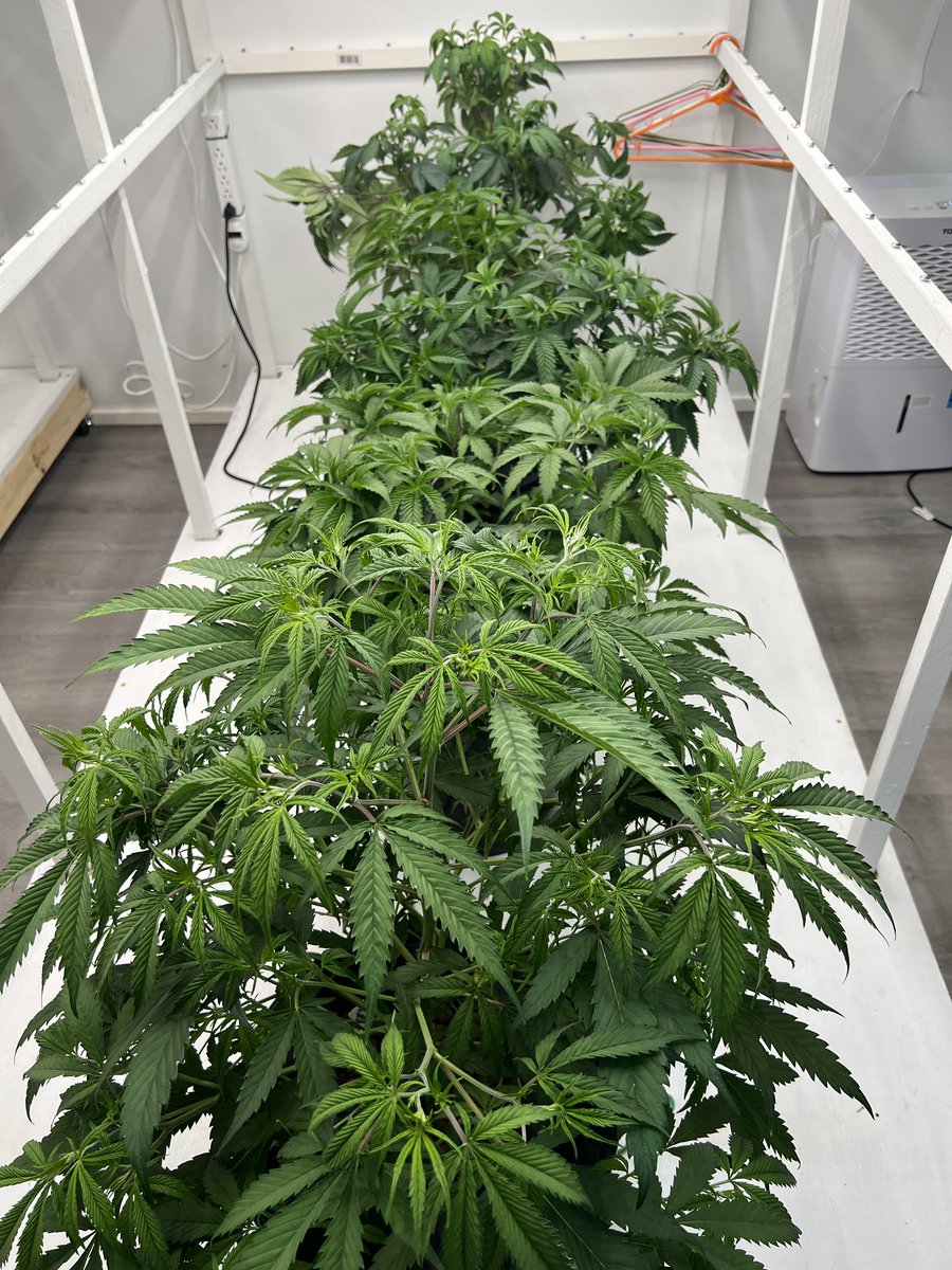 Talk about higher education! These plants are acing Botany 101 in their private, leafy dorm room. 🌿🎓 #PlantParent #HomeGrownHumor #Hydroponics #GreenThumb #CannabisCommunity #Growmies