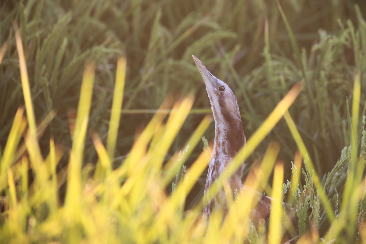 Matt Herring tweet media