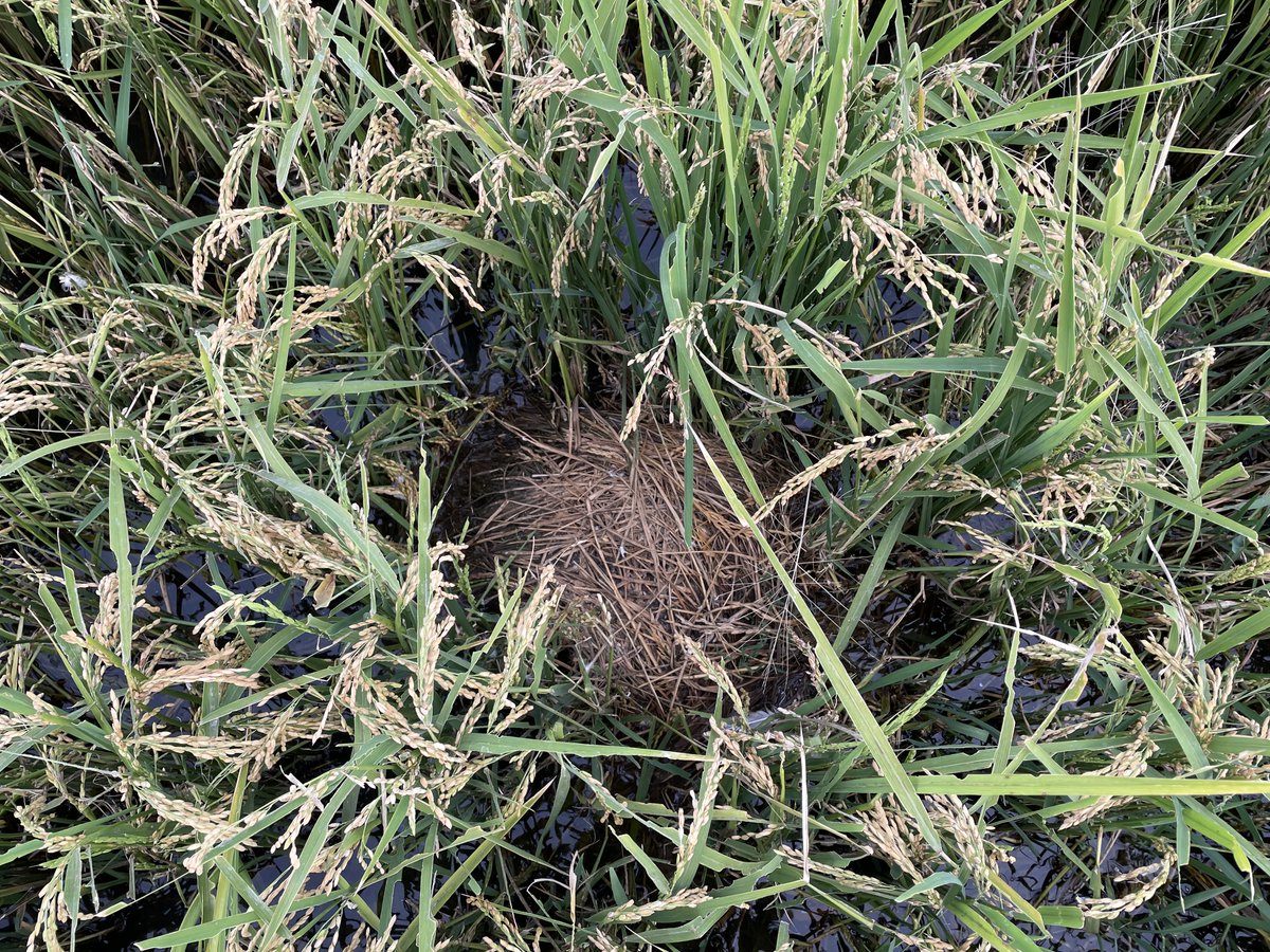 👀Look at these magnificent recently fledged baby bitterns we just found this weekend near Griffith, already ~200 metres from their nest. Easily spotted with our drone, the old nest would have been a hive of secret activity over the past two months. #bitternsinrice