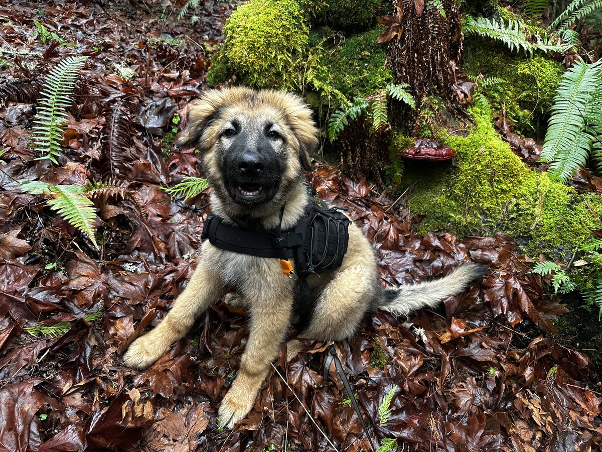 Okay guys here is Truffle Training Apollo Part 1 youtu.be/6gugVom_Bi0?si… via <a href="/YouTube/">YouTube</a>
Please check it out and tell me what you think! <a href="/geoleeny/">Eileen</a> @cascademyco  

#truffle #truffledog #truffles #pnw #truffletraining #Mushroom #MushroomTwitter #Mushrooms #Mycology #MushroomHunter