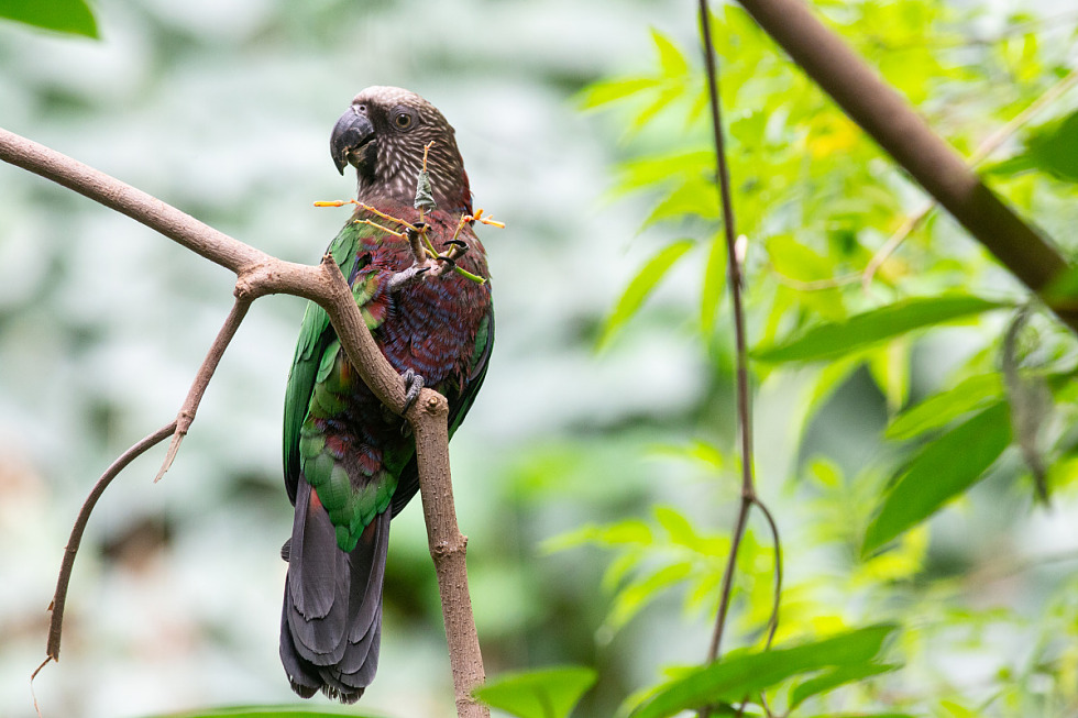 Fly 🐦, leap 🐒 and swim 🐟 through the layers of the Amazon Rainforest with @NationalZoo on Wednesday, March 6 at 10am ET. This K-5 virtual school program includes live captioning and interpretation in ASL and Spanish. Learn more and register: s.si.edu/42V86iB