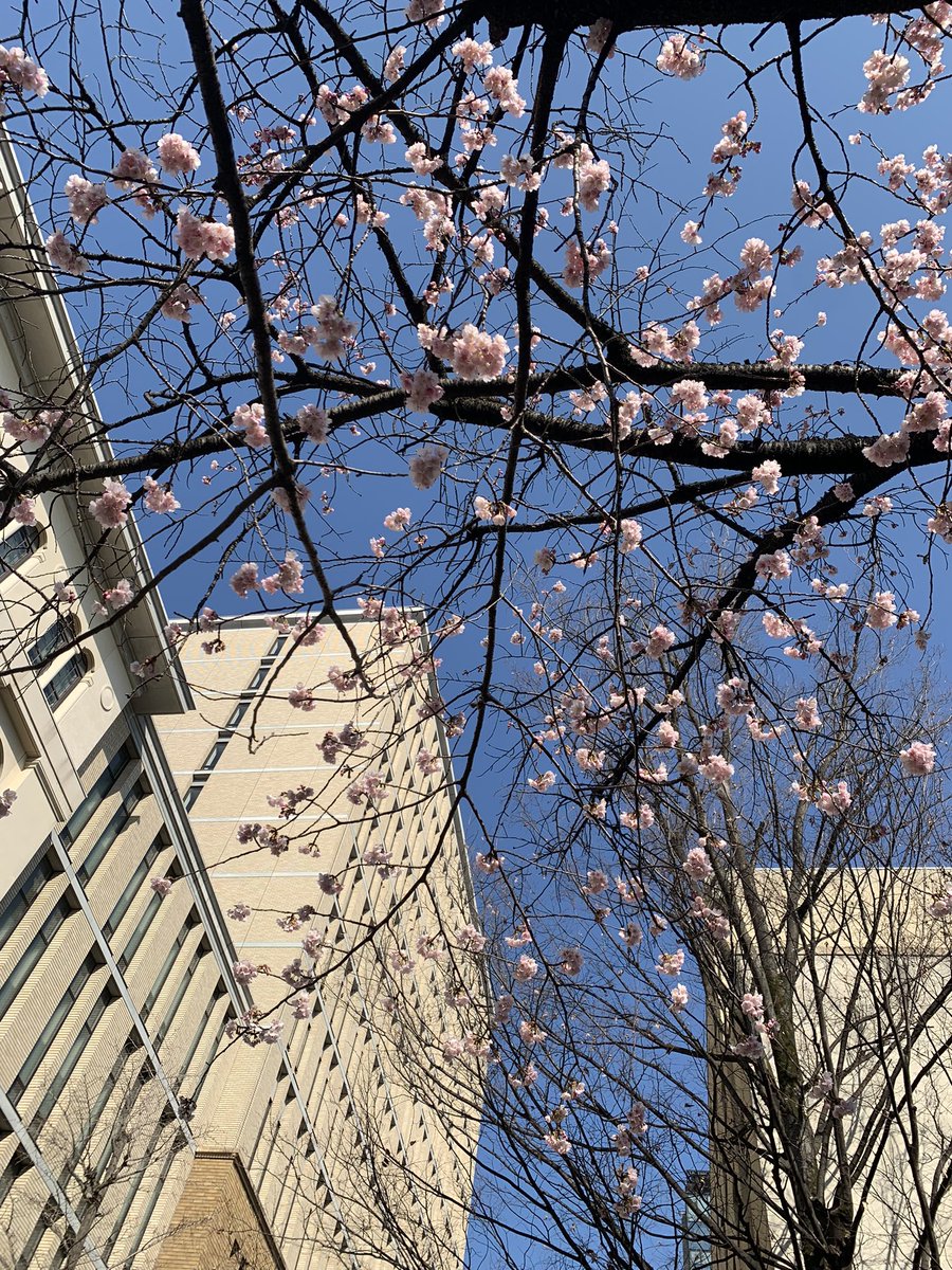 konmishima's tweet photo. 早稲田南門のサクラサク https://t.co/w6UlQg3DoM