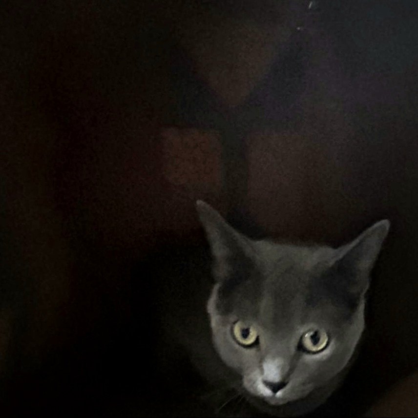 silent birth tweet media