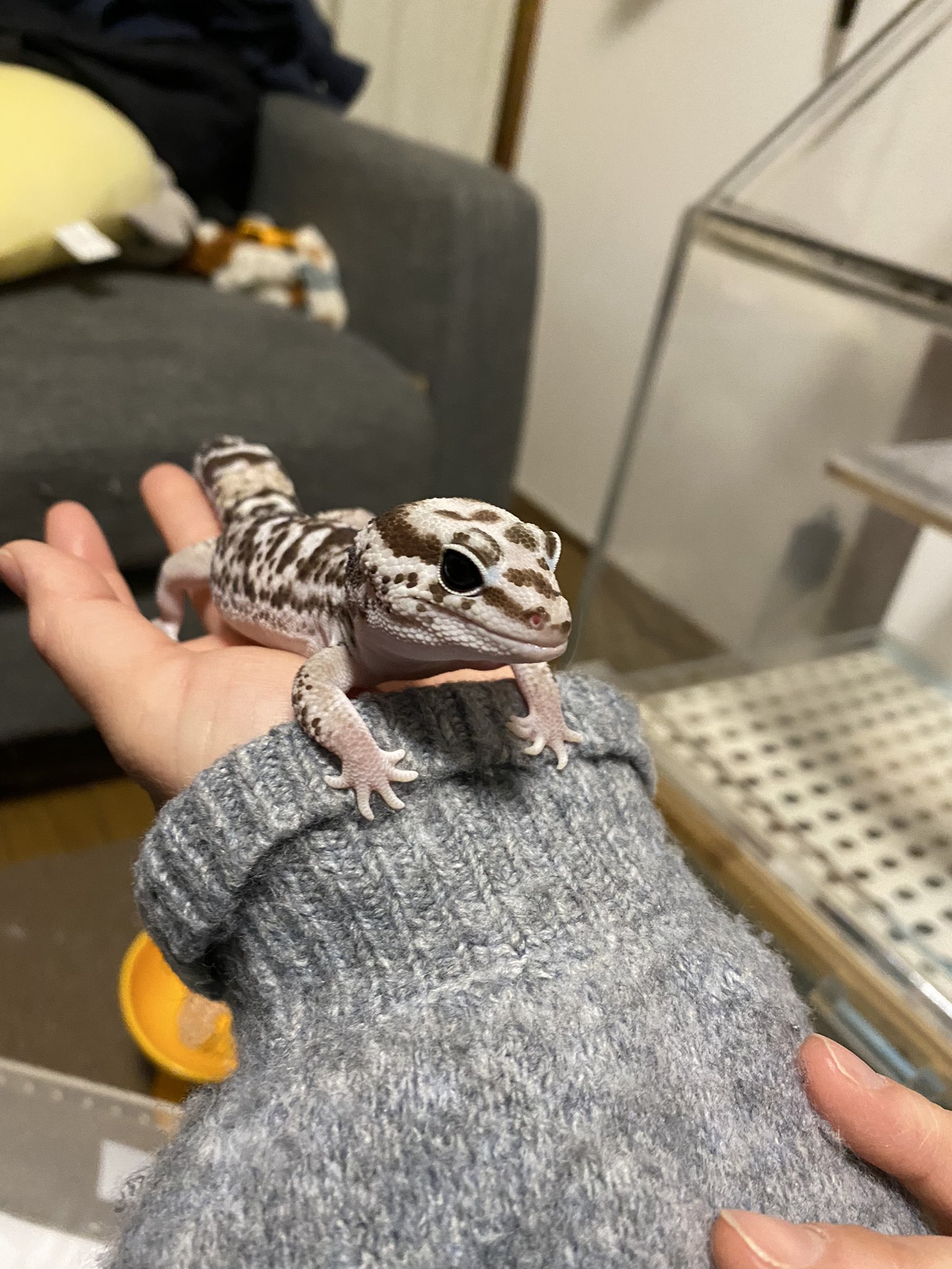 ミーアキャットさん ニヤっ」とニッコリ決め顔をしてくれているのはミーアキャット