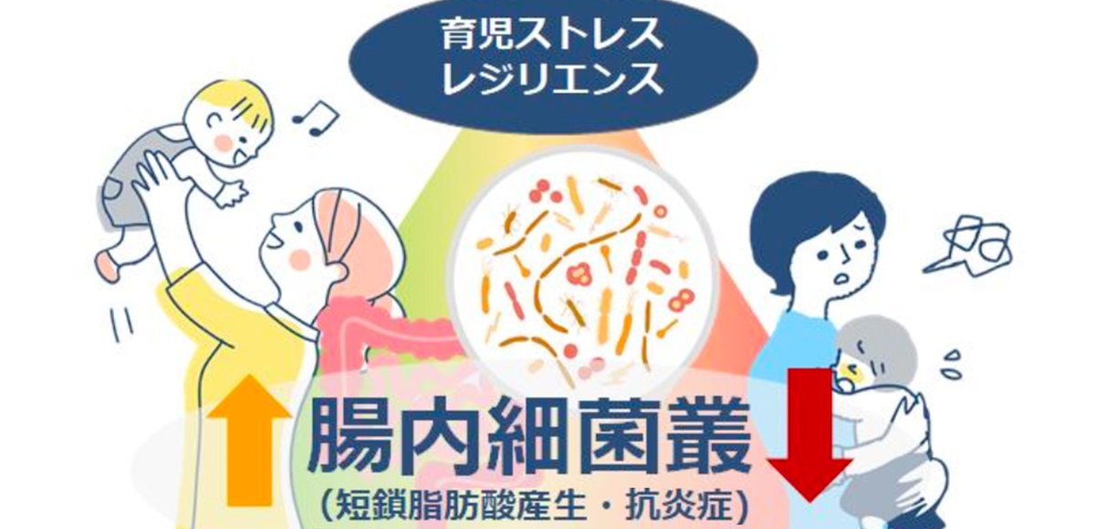 UOsaka_ja's tweet photo. 【研究】 腸内細菌叢が母親の育児ストレスや心身のレジリエンスに関連する https://t.co/uPm53vYi31 #阪大 #リリース https://t.co/xPIVtLyy66