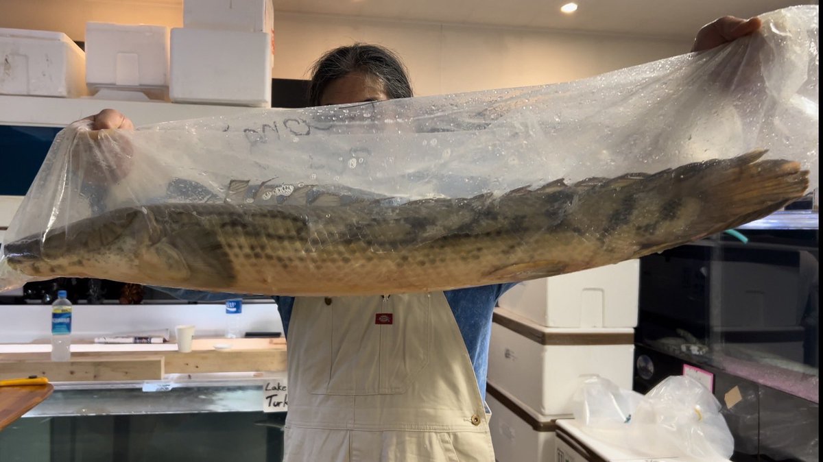 タンガニーカ湖産
コンギクス  ロケーション キランド

92.5cm

無事輸入成功しました。
ハイクオリティな50cm-78cmまで店内所狭しと入っています
オールキランド産です。
是非ご来店お待ちしております