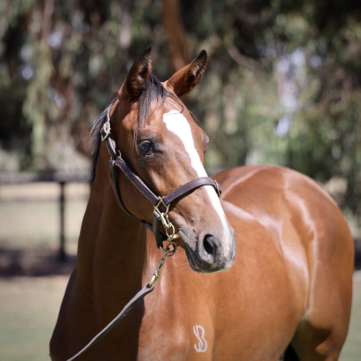 Lot 319 - THE AUTUMN SUN x JOYFUL MOMENT Filly We have had some pretty classy The Autumn Sun’s enter our stables as of late with SINISTER SAUCE & AUTUMN SLIDE so when we seen this filly we knew we had to lock her in. A filly who will take some time but she will reap rewards…