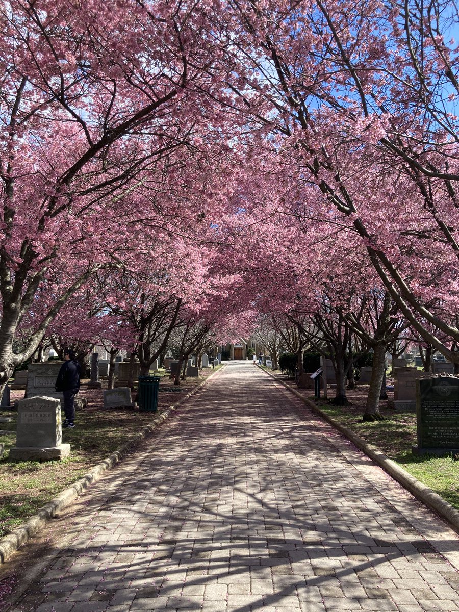 lestacey007's tweet image. early cherry blossom sightings today 🥺🌸✨#ilovespring