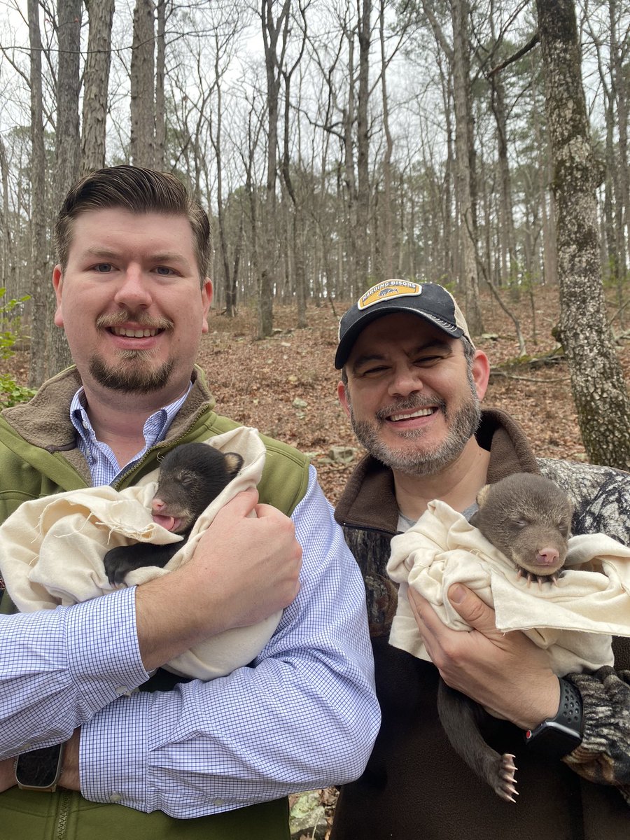 Wade Andrews (@wade_andrews_) on Twitter photo Had an awesome and unique experience today. I joined the <a href="/ARGameandFish/">Arkansas Game and Fish Commission</a> on a bear den survey. The bear population in Arkansas is growing and these are some pretty incredible animals. The mother was tranquilized, had her vitals checked out, fitted with a new GPS collar, and then Had an awesome and unique experience today. I joined the <a href="/ARGameandFish/">Arkansas Game and Fish Commission</a> on a bear den survey. The bear population in Arkansas is growing and these are some pretty incredible animals. The mother was tranquilized, had her vitals checked out, fitted with a new GPS collar, and then