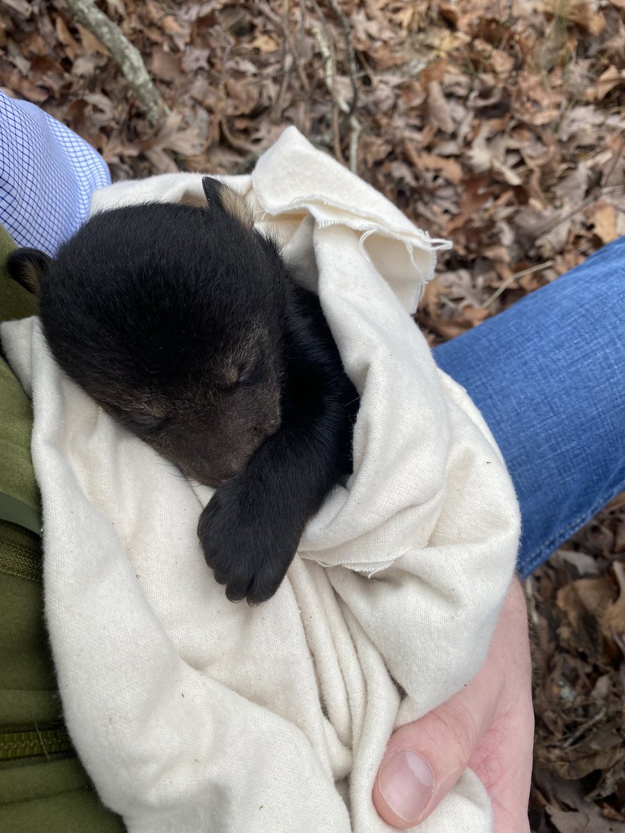 Wade_Andrews_'s tweet photo. Had an awesome and unique experience today. I joined the @ARGameandFish on a bear den survey. The bear population in Arkansas is growing and these are some pretty incredible animals. The mother was tranquilized, had her vitals checked out, fitted with a new GPS collar, and then woken up. The cubs are fun to hold too.