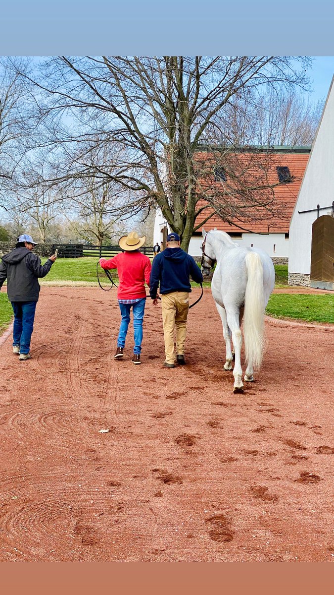 BoltonKacey's tweet photo. A perfect Sunday afternoon spent at the magnificent Gainesway Horse Farm. Thank you to Gainesway Farm, Emily Sharp, Hillary McCowan, and Jorge Vasquez for  inviting us and giving us the best tour! Connor had the greatest day and he is talking about Tapit! 🐎 https://t.co/ZmIWeN9Ufg