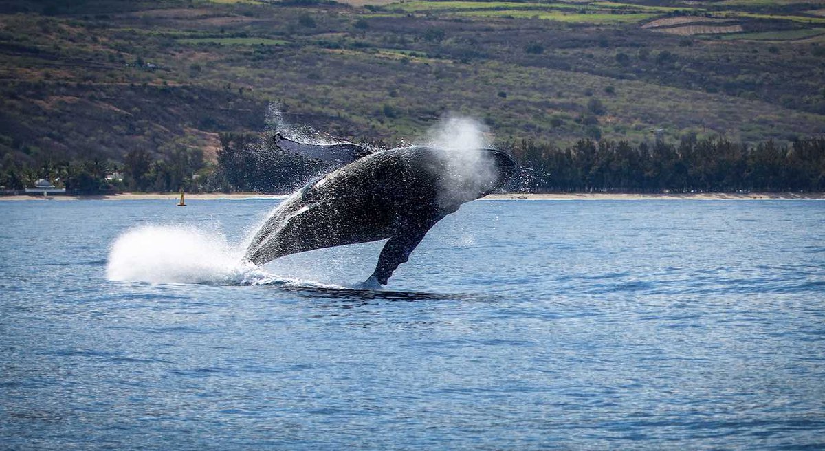 biz4goodshow's tweet image. #Animals #TopVideos Onlookers ‘in Awe’ After Orca Pod Leaps Out of Water Just Meters From the Beach – WATCH dlvr.it/T3Z3qY