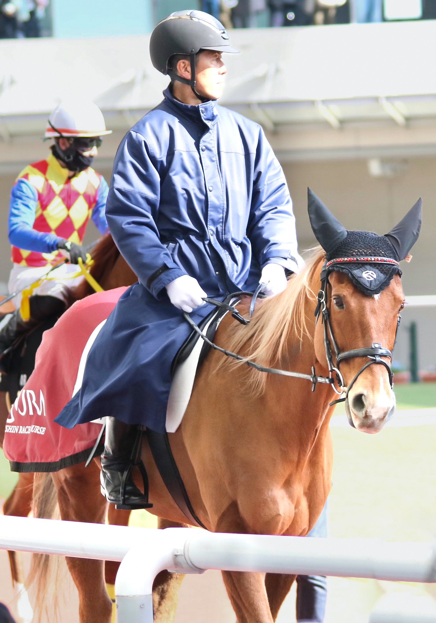 やーか　馬の尾の毛 競走馬サラブレッドの出産ピーク 北海道新冠の牧場 - YouTube