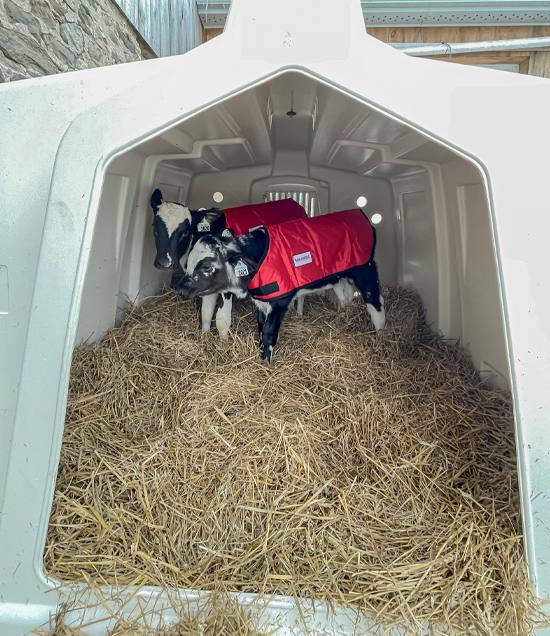 calf hutch