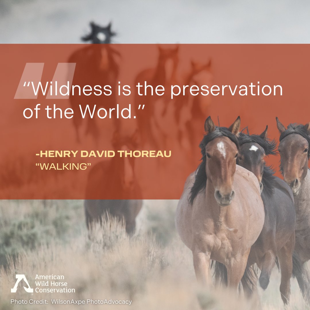 On World Wildlife Day, we celebrate the wild ones. We celebrate the untamed spirit of wild horses and burros and our commitment to keeping them free through in-the-wild conservation!

#keepwildhorseswild #wildlifeconservation #inthewild #untamed