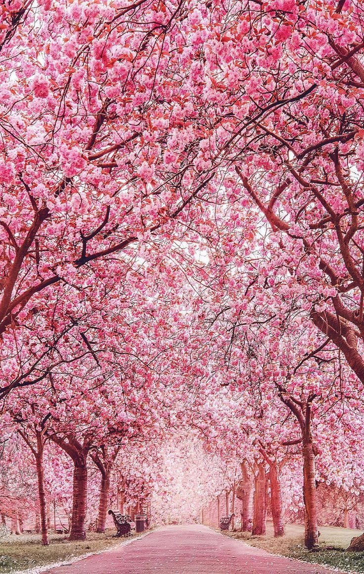 Under a the Cherry Blossom Tree , I Find the Sanctuary , a Place Where Time Stands Still and the World is Painted in Shades of Pink and Serenity ..🌸🌸🌸 #cherryblossom #pink