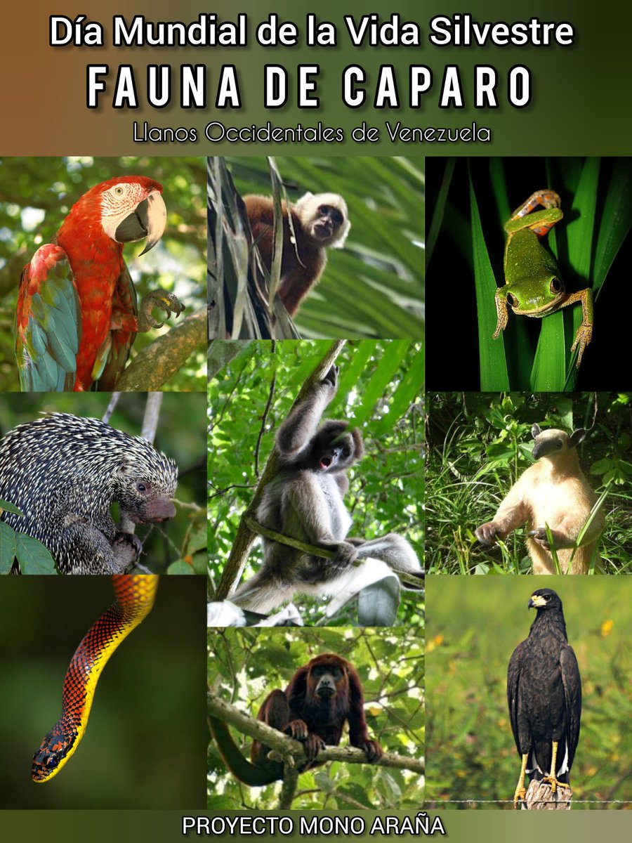 Hoy 3 de marzo es #DiaMundialDeLaVidaSilvestre  
En Caparo, Barinas con el Proyecto Mono Araña luchamos por su conservación 
Apoyanos en IG @proyecto_ateles 
Todas las fotos fueron tomadas por mi en Caparo 
#WorldWildlifeDay #WWD2024 #wildlifeday #WildlifeConservation #wildlife