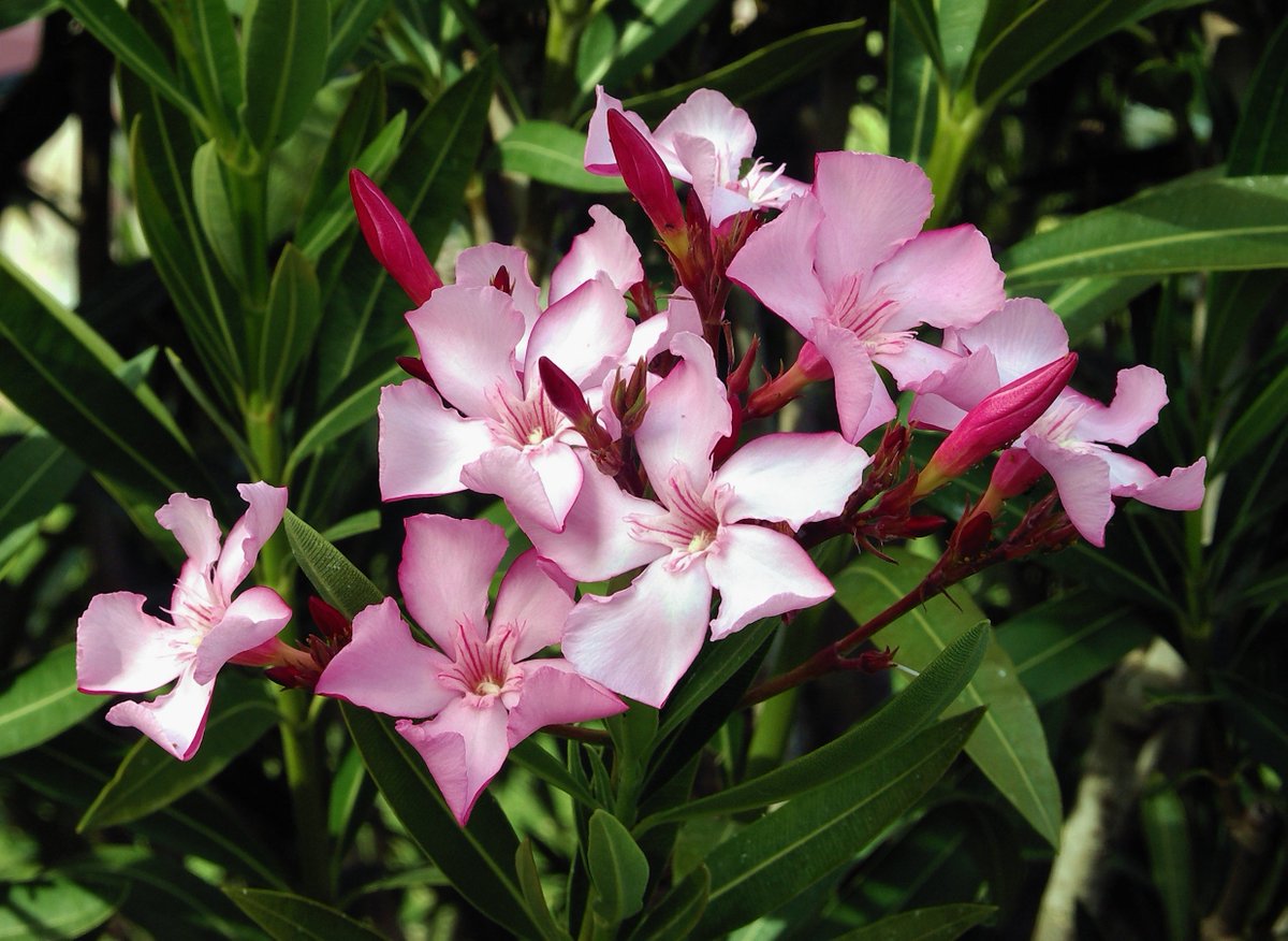 Canonically, Kat hates jasmine but for hers, I think she would be The Queen of the Night, for obvious reaons. 

Shiv would be Oleander, stunning and poisonous. #QATalk