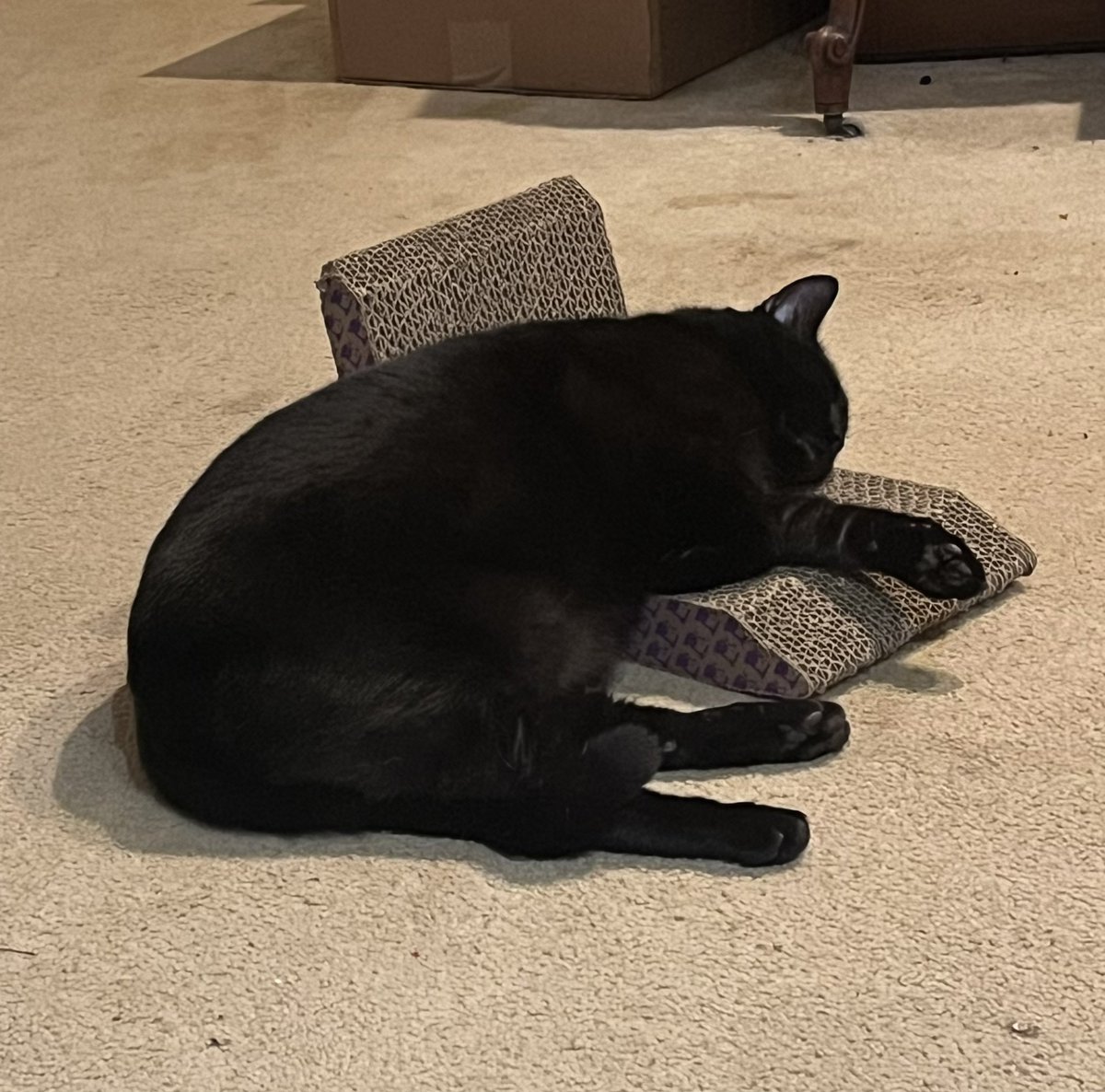 <a href="/BlaineRincon/">Blaine Rincon</a> <a href="/planetpakua/">𝓖𝓪𝔂 𝓜𝓪𝓻𝓽𝓲𝓷𝓪 🕉 🐲 🐅🇺🇦 🚀🧑‍🚀</a> <a href="/littlekatmom/">Marsha😻</a>  <a href="/RoodJood/">Judith</a> <a href="/Miss_1999/">Christy Rach</a> <a href="/TiffyLaw3/">𝓣𝓲𝓯𝓯𝔂</a> <a href="/TonyTodd54/">Tony Todd</a> I’ve had a really hard day. #BlackCatsRule #CatsofTwittter #CatsOfX