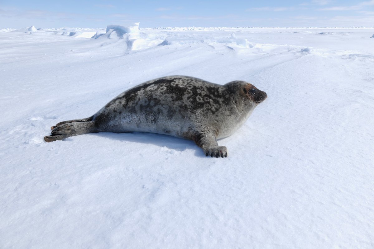 #WorldWildlifeDay with an Arctic slant.