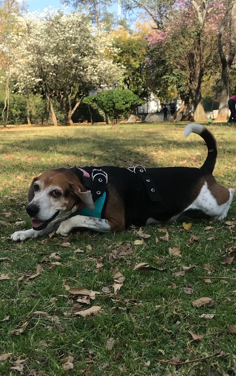 99CADY's tweet photo. Abracen mucho sus mascotas. En un instante ya no están y las extrañarán infinitamente. 💔🐶

Te extrañaré mucho, #Zelda 
Te amo bombona ♥️
#RIP 🌈 https://t.co/1mXnpQvsh8