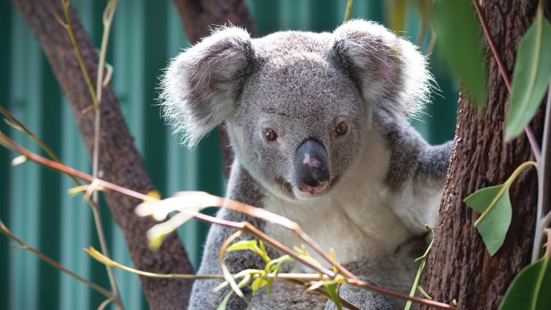 Australia’s koala population is one step closer to better protection following $150,000 in Brisbane City Council funding to help register a new #QUT koala vaccine that fights Chlamydia: qut.edu.au/news?id=193169 #ProfessorKenBeagley @QUT_CIIC @Brisbanecityqld #BioScience