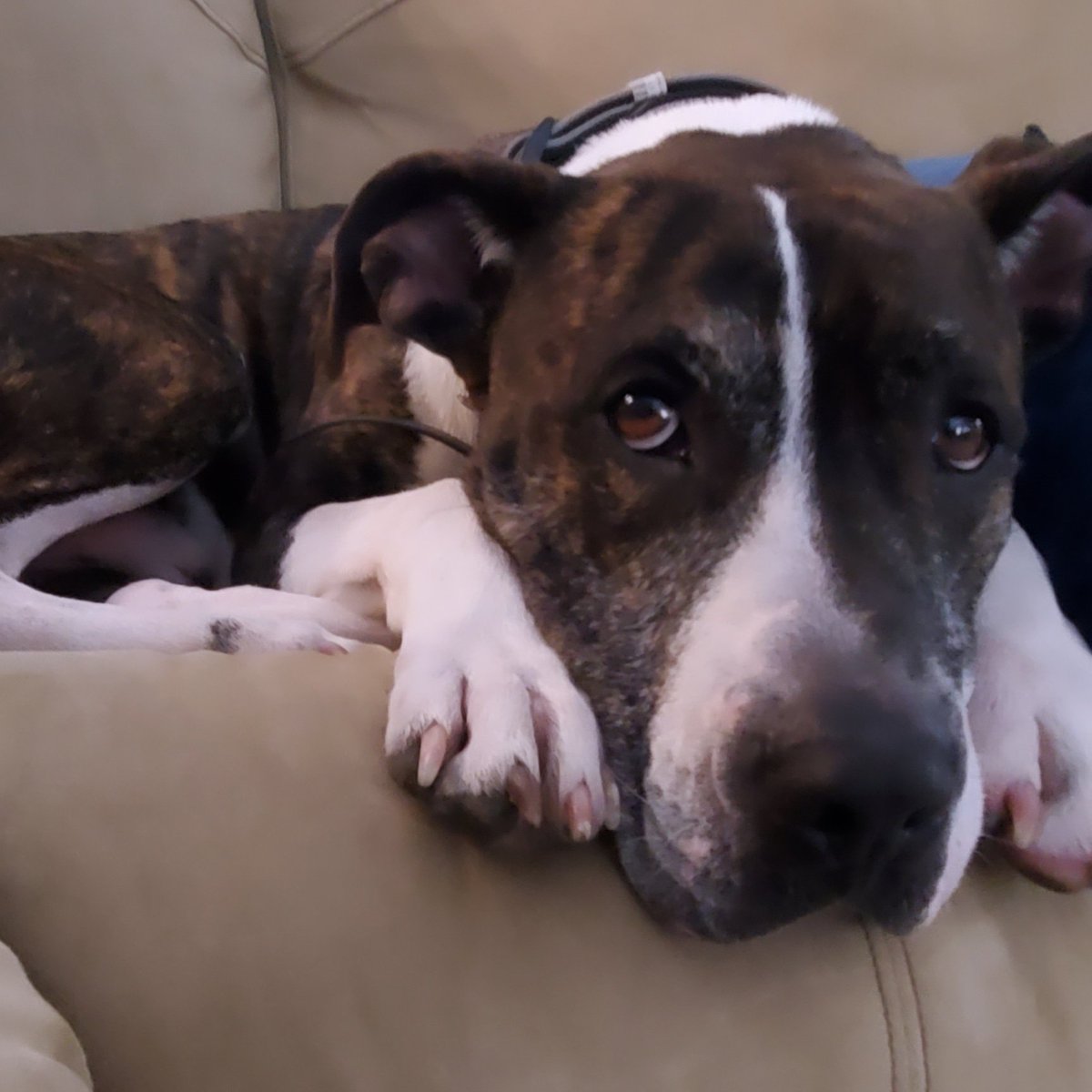 Meet  Glacier my new foster dog. He spent  a year in the shelter 😳 Those days are over! He doesn't know it yet but he'll be a lap dog  by next week 😍 Let the cuddles &amp; spoiling begin.