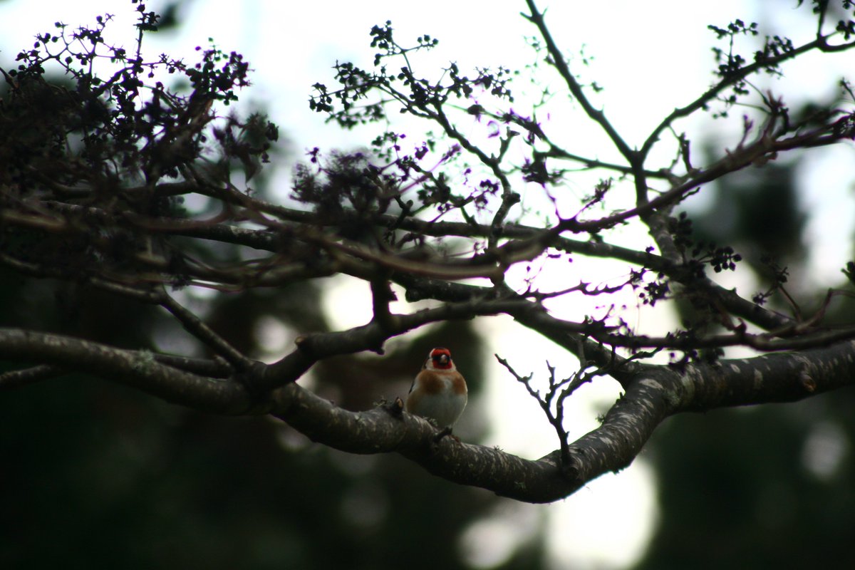 GreatSeasLink's tweet image. BIRD THREAD