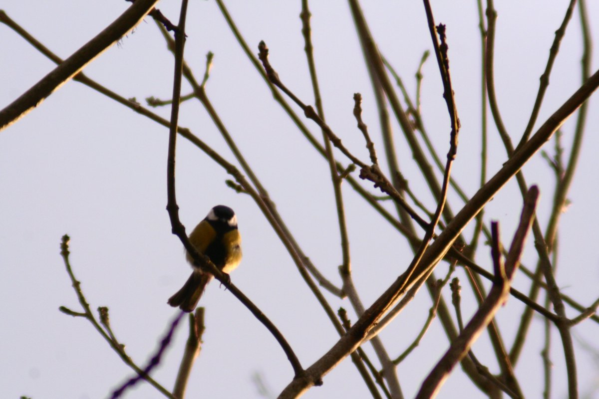 GreatSeasLink's tweet image. BIRD THREAD