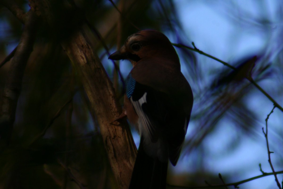 GreatSeasLink's tweet image. BIRD THREAD