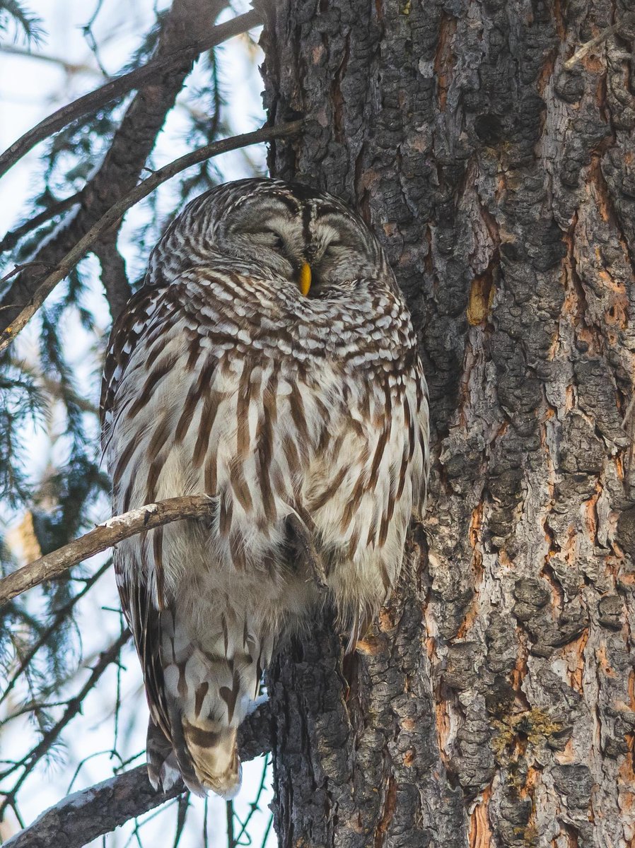 A sleepy Barred Owl dozing in the shade this morning in the #edmontonrivervalley #birdwatching #birdphotography  #birdsofedmonton #yeg #alberta #birdsofalberta #nature #natirephotography