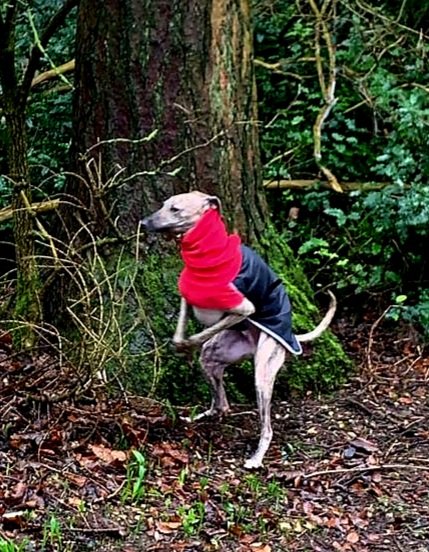 My Kangaroo impression 😁