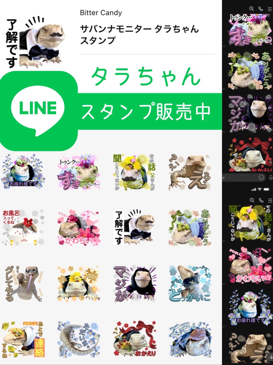 BitterCandy_LG's tweet image. LINE 『タラオ スタンプ』出来ました😊
爬虫類に馴染みのない方にも送って頂けるように全体的に可愛い感じのスタンプにしてみました🌼もしよかったら覗いてみて下さいね(*ˊᵕˋ*♡

👉line.me/S/sticker/2589…

 #サバンナモニター  #サバモニ