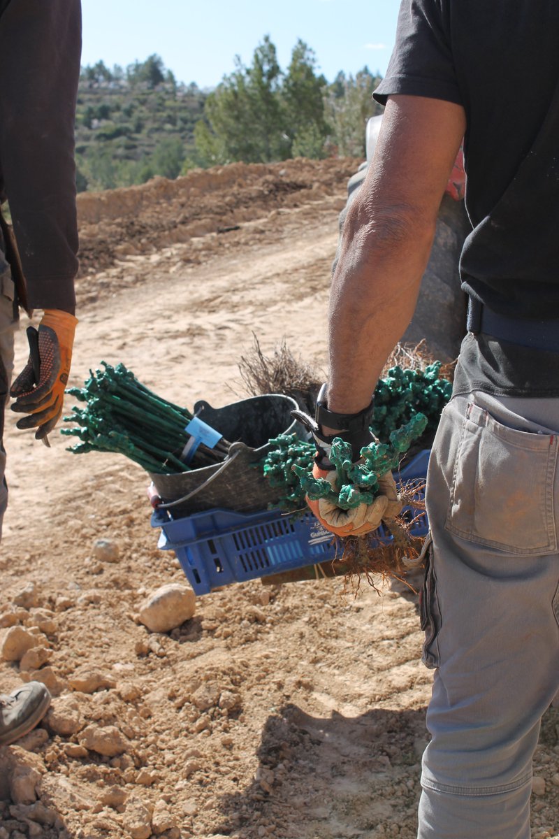 cocaifito's tweet photo. 🌱Aquesta setmana hem estat plantant la Garnatxa Blanca a la resta de finca del 📍Mas del Serraller. Amb aquesta última plantació podrem donar per acabada tota la finca🙌

Havieu vist mai plantar els ceps?🚜 https://t.co/XKUHIpPJrs