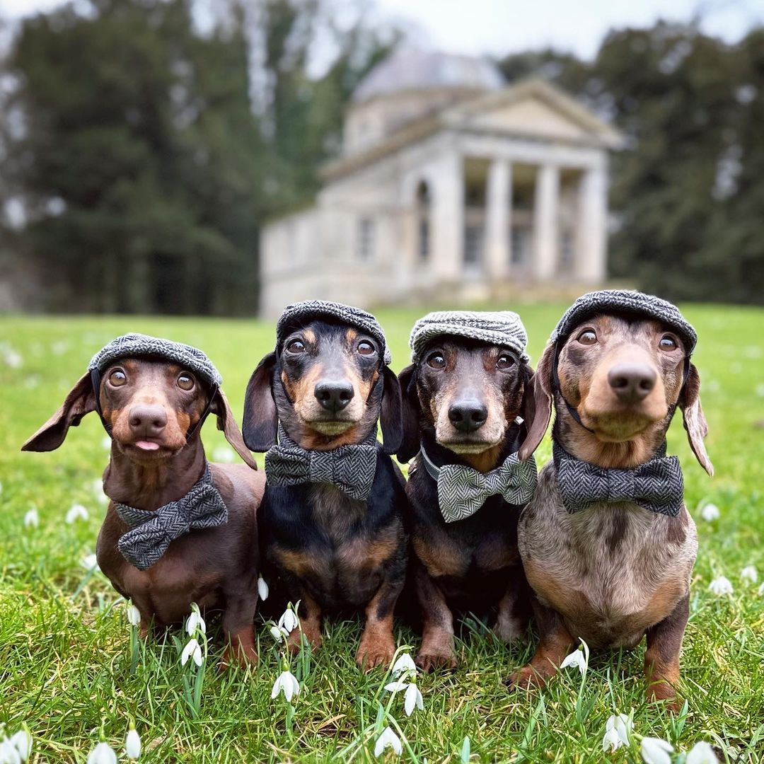 Your Monday morning dose of springtime smiles 🐾 📷 @the_daxie_trouble Image Description: four dachshunds wearing bow ties and flat caps, sit amongst the snowdrops in front of the Temple in Holkham Park. #Holkham #HolkhamEstate #VisitNorfolk #NorthNorfolkCoast