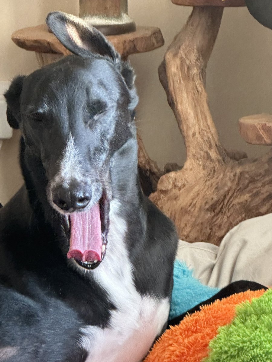 Aaaagggghhhhh! It’s #monday! Hope you have a great start to the week! Take care and look after yourself. Love Paddy💙🐾🐾. #greyhoundpaddy #MondayMorning #dogsofX #greyhoundsmakegreatpets