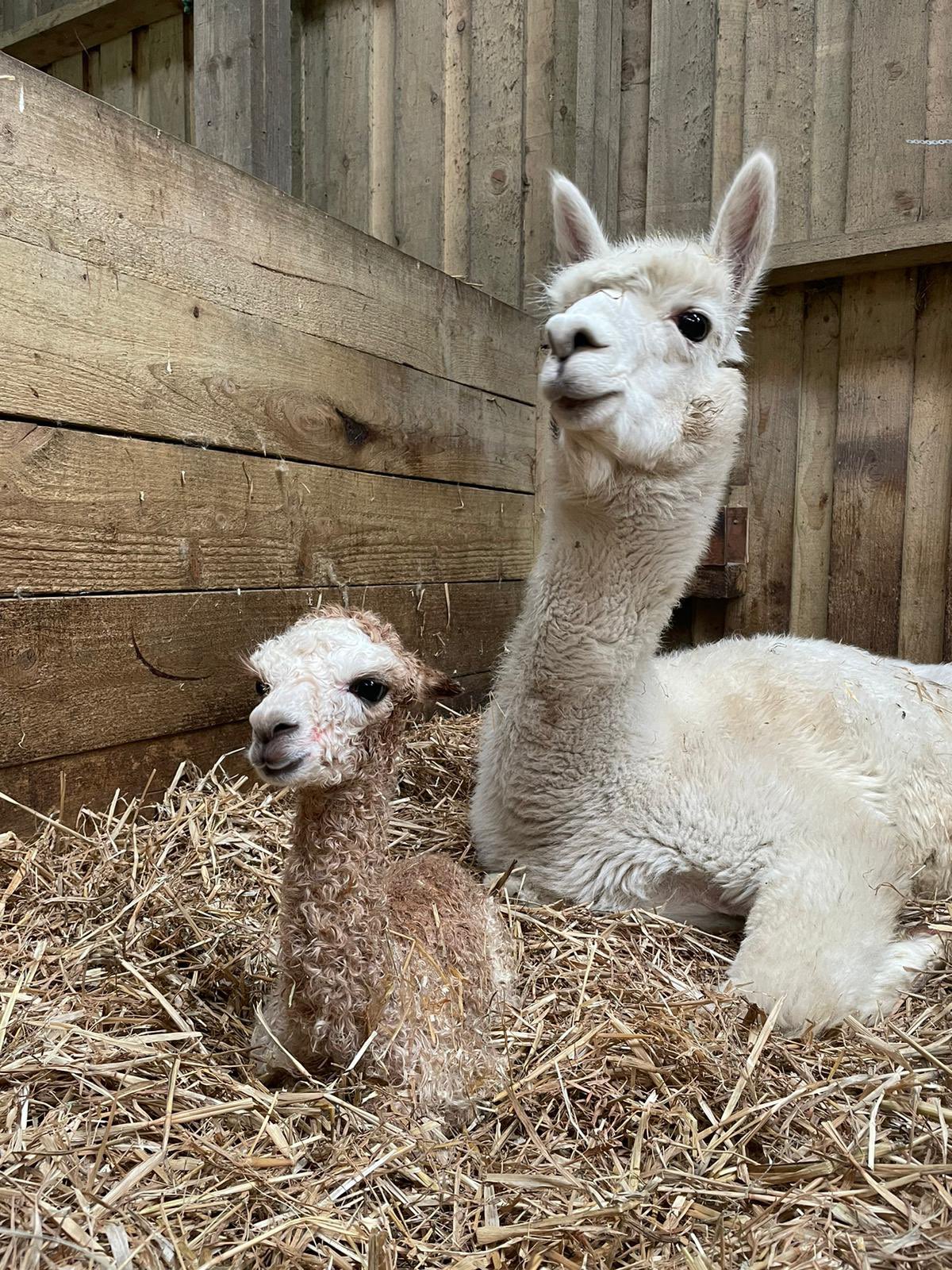 Pasgeboren Baby Alpaca's