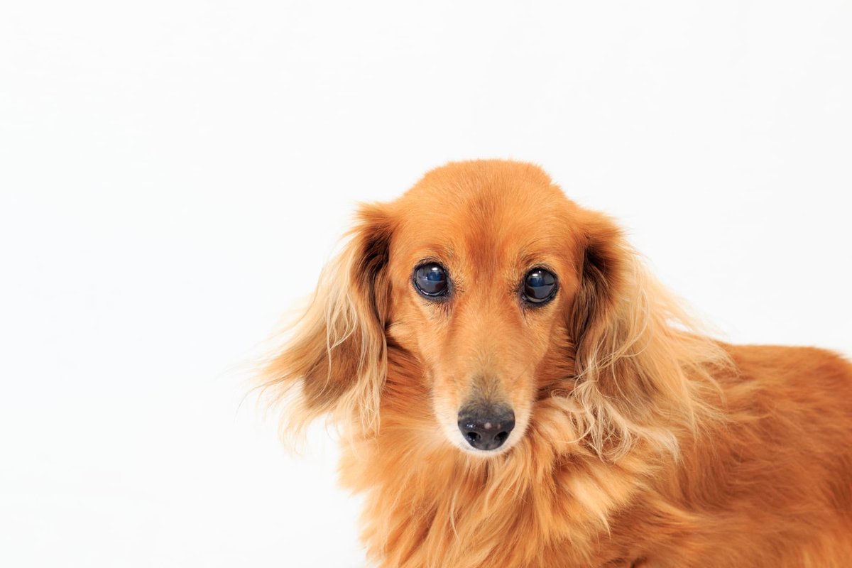 okutoru3's tweet photo. 愛犬のお世話（お仕事や旅行で家を空ける）大切にお預かりします。また車の運転（車の運転が苦手な方、又は社長専用車をあなたに代り運転）さらに、出張手洗い洗車WAX5500円(税込)やオイル交換などディラーに車を持ち込みます。お気軽にご相談下さい。小型犬8㌔まで一泊二日3300円(税込) https://t.co/dSz5hL8mAf