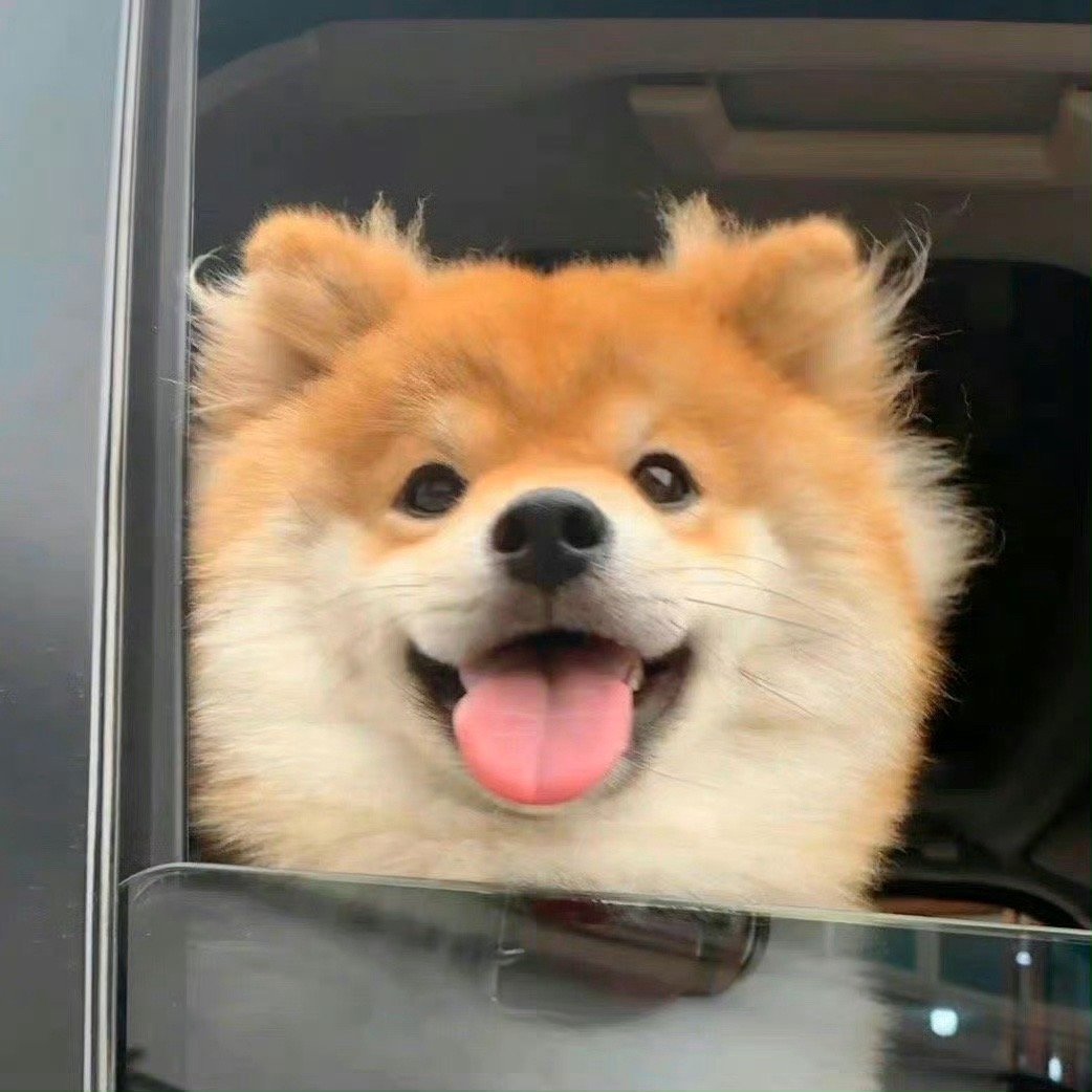 PetsFunny20860's tweet photo. Hi~ o(*￣▽￣*)ブ

#柴犬のいる暮らし #柴犬コイン #柴犬スティーブ #柴犬迷子 #柴犬スティーブch #柴犬好きさんと繋がりたい #DOG #ShibaInu https://t.co/z42tAZwSxQ