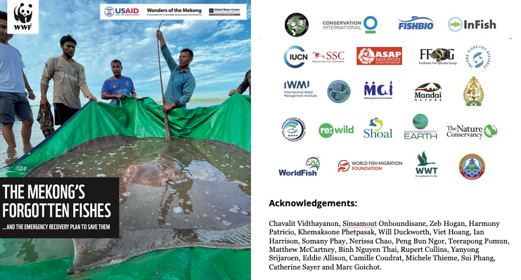 OUT NOW: Report by <a href="/WWF/">WWF</a> &amp; 25 partners focuses on the dazzlingly diverse fishes of the Mekong river - from some of the world’s largest freshwater species to one of the smallest! 🤯

But they're all under increasing threat👇

asiapacific.panda.org/hidden/the_mek…